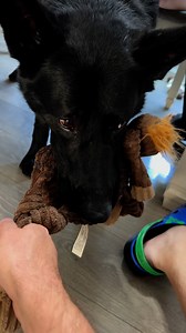 5.7K views · 553 reactions | DA Moose 龜 #play #moose #k9 #k9joker #joker #jokester #mooseontheloose #ThePeoplesK9 #reelsinstagram #reelschallenge #fbreels #reelsfb #reelsfbシ #reelsfypシ #fb #fbreelsfypシ゚viralシ #fbreelsfypシ゚ #reelsvideo #reelsvideoシ #reelsviral #reelsviralシ #viralreels #viralreelsシ #fypシ #fypシ゚viralシ #fypageシ #fyp #trending #dogsofinstagram #doggo | K-9 Joker & K-9 Bane | Facebook