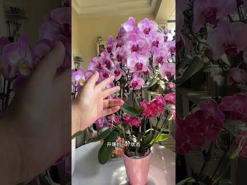 Master the Art of Flower Shopping in Live Streams: A Foolproof Guide