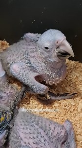 322 reactions · 5 comments | Catalina Baby ❤️ Tracry At MacawsAustralia.com #catalinamacaw #macaw #pet #parrot | Macaws Australia | Facebook