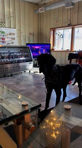 It’s a barking good time. #DogsAtWork #GreatDane #BigDog | Larry_the_great_dane