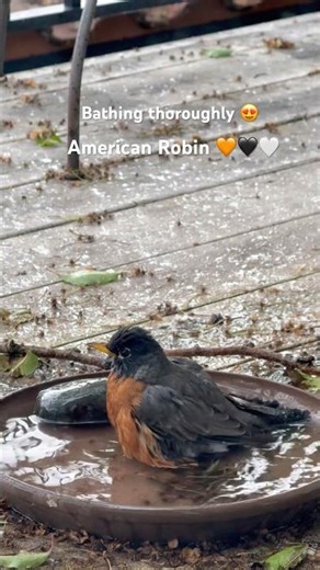 American Robin!