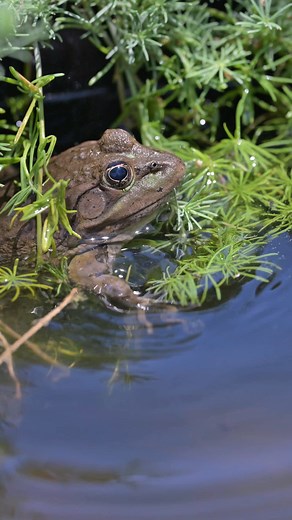 No. 30,000! 👏 Since the program began, 30,000 tadpoles, juveniles and adult frogs raised at the Phoenix Zoo’s Conservation Center have been released, helping recover wild populations. Chiricahua leopard frogs are native to higher-elevation areas of Arizona, New Mexico and northern Mexico. They are listed as Threatened under the U.S. Endangered Species Act. Disease, especially from chytrid fungus is a major threat to these frogs. Invasive non-native species such as bullfrogs have also caused pop