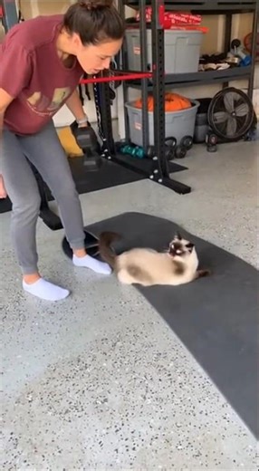 She Sabotaged My Entire Routine 😹 #catlover #funnycat #shorts