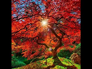 Autumn 2020 Wallpapers