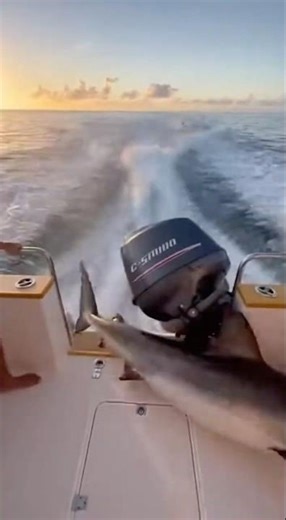 Shark Breaks the Motor! How Will We Get Home Now?
