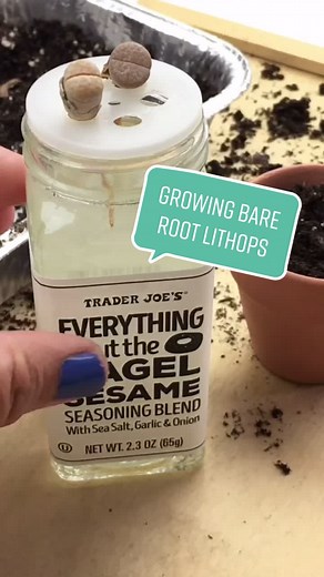 Growing Bare Root Lithops Care Guide
