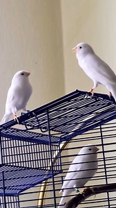 Beautiful White Canary Singing 🤍🤍🤍 . . . . . . . . 🐦 #animalshots #birdlife #birdlove #canary #Kanarienvögel #birds_of_instagram #instapet #birdlover #animals #pet #birdworld #instabirds #ig_birds #loves_birds #bestnatureshot #your_best_birds #animazing_birds #cutebirds #bird_lovers_daily #stuttgart #beautiful #beautifulbirds #ig_birdlovers #ic_birds #birdingphotography #instabird #birdsplanet #birdstagram #reels | Canary birds Kanarienvögel