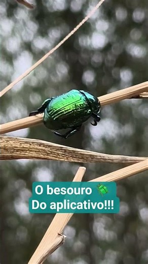 É da ordem Coleoptera