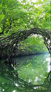 Mangrove jungle river with reflections. Sicao Green Tunnel in Taijiang National Nature Park, Tainan, Taiwan. Beautiful, calm, relaxing and scenic environment. Taiwanese tourist destination