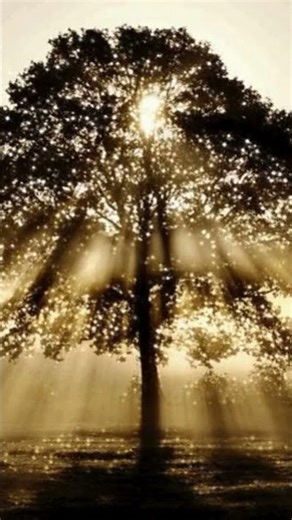 A Moment of Calm with Trees