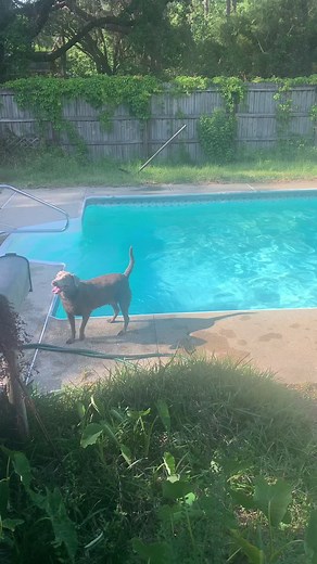 Ruby took a short break to let Moon swim #SearchForWonderMom #fairytailvalley #LaurelRoad4Nurses #letrubyswim #labrador #pool
