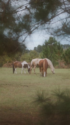 my rifle, my pony & me #music #fyp #singer #seo #cover #americana #acoustic #country #blowthisupforme #explore | Nolia Joy