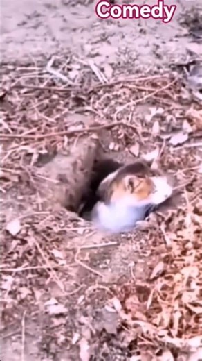 comedy video #funny #shortvideos #shortsfeed #reel #comedy #lifeisbutadream #ekmotahathighumechala