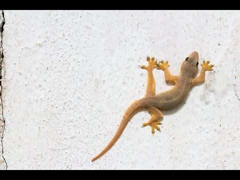 Lizard eating insects video