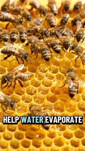 How Do Bees Make Honey? The Amazing Process Inside the Hive! 🍯