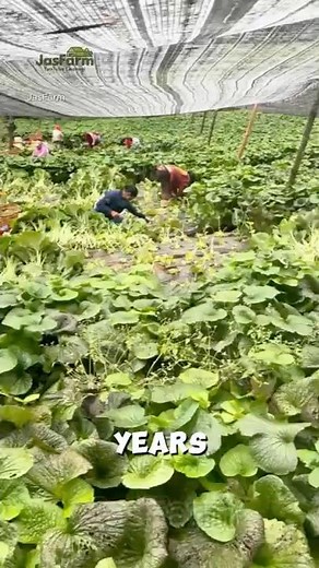 Real Wasabi Farming in China’s Hidden Valleys #realwasabi #shorts