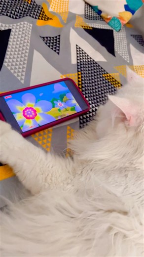 Cat 🐱 watching mobile 📱 ♥️