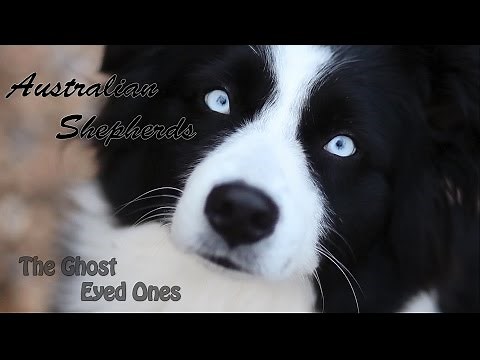 Australian Shepherds | The Ghost Eyed Ones