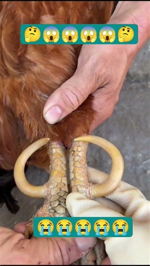 "This Rooster Has INSANE Spurs 😱"