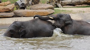2.7K views · 331 reactions | Kavi and Ashoka seriously love a swim in their pool together 李 | Sydney Zoo | Facebook