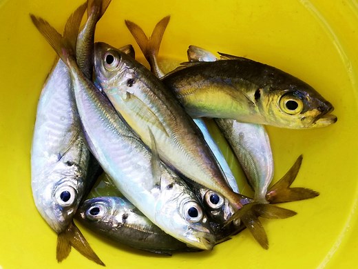 【2024年】アジングにおすすめなPEライン9選！号数などの選び方も紹介