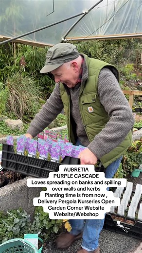 #add WEB-SHOP https://pergolanurseries.com AUBRIETA “Purple Cascade” a hardy Purple Rock Cress that flowers for months and lasts for years Perfect as a carpet plant or spilling over walls and kerbs.Strong plants ..extra large deep purple Planting time is from now . Available in WEBSHOP https://pergolanurseries.ecwid.com SNOWBALL BUSH easy to grow thrives on neglect .Flowers are perfect ball shape white . Happy in any reasonable soil type . Pot grown bushy plants ready for planting 40 Cm approx) 