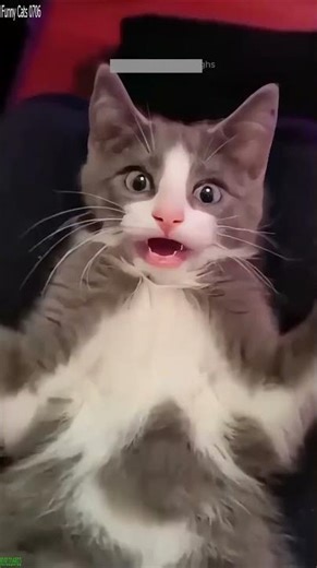 Funny Cats 2024 🥰 #funny 🐈‍⬛ # #4948