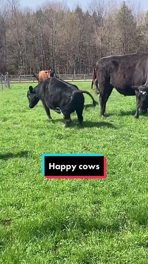 Happy Cows: A Glimpse of Joy on the Farm