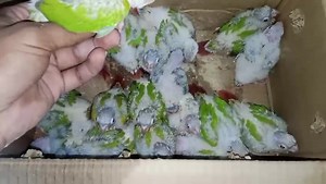 1.2K views · 4 comments | pineapple conures #baby | Birds Of-Nepal | Facebook