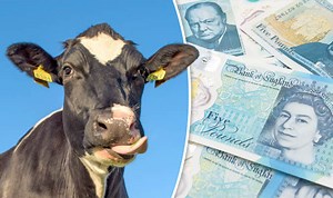 What is tallow and why is there animal fat in the new £5 note?