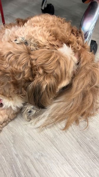 Hey everyone, today I was able to help this flea-infested dog. Fleas can cause severe discomfort for your dog and lead to more serious health issues if left untreated, so it’s important to act quickly. First, start by giving your dog a flea bath using a vet-approved flea shampoo. Be sure to lather thoroughly and leave the shampoo on for the recommended time to kill adult fleas. After rinsing, use a fine-toothed flea comb to remove any remaining fleas and their eggs, especially around the neck, e