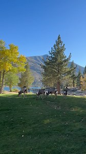 The deer are all hanging out in front of the old lodge today | Twin Lakes Resort