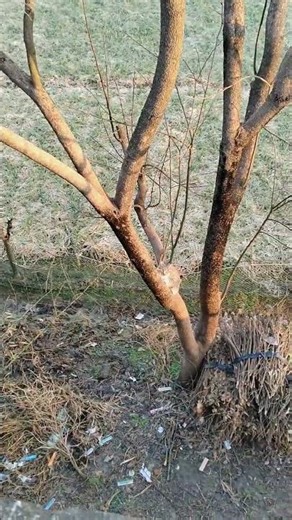 The little fox running around the tree is all about speed#Cats climb trees.#Tabby cat#Real