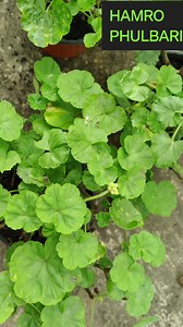 145K views · 2.9K reactions | "Discover the best and easiest way to grow beautiful Geraniums from cuttings at home!  With these simple steps, you'll have vibrant Geraniums blooming in no time. Perfect for beginners and seasoned gardeners alike!  #GardeningTips #Geraniums #PlantPropagation #HomeGardening #GreenThumb #GeraniumCuttings #IndoorPlants #FlowerGardening #GardenInspiration #EasyGardening #HamroPhulbari" | HAMRO Phulbari | Facebook