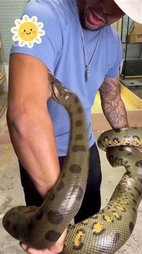 Thử cho giống trăn hung dữ và lớn nhất thế giới cắn #snake #animals #anaconda