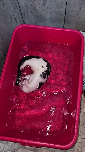 Keeping a Pet Mink at Home: All You Need to Know