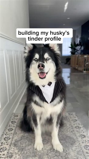 building my husky’s dating profile…what’d i miss? #husky #dogs