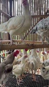 Sekilas Tentang Ayam Kampung Sentul Terseleksi ( Sensi )