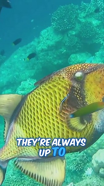 Why Are Triggerfish So Colorful and Fierce?