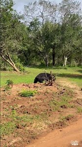 Wild Sri Lanka: Sloth Bear Spotted in Yala National Park”