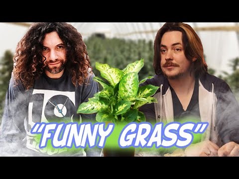 Arin and Danny and Their 'Wacky' Grass | Game Grumps Compilation