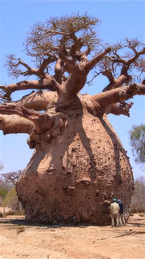 In Africa’s savannas stands the baobab tree, with its massive swollen trunk storing up to 120,000 litres of water. During long dry seasons, this living reservoir sustains the tree for years without rain, while leaking moisture and fallen leaves provide vital hydration for nearby animals and plants in an arid landscape. #baobabtree | Archaeology Wonders