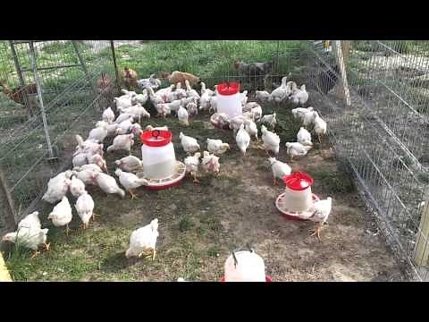 How to build an easy to clean chicken coop