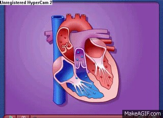 Cardiac Cycle - Systole & Diastole on Make a GIF