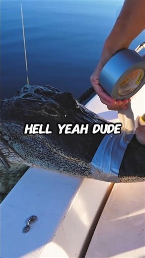 Catching Alligators In Florida
