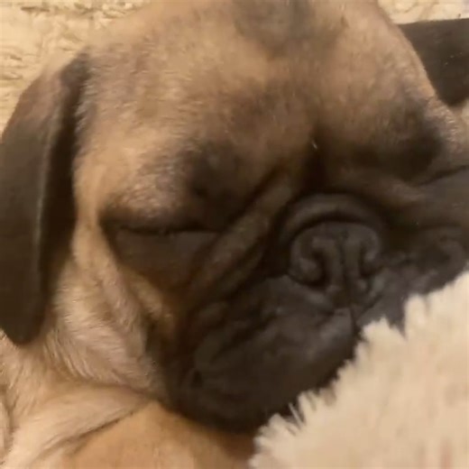 Just love all his noises. Frankie Sinatra has brought joy in a crazy time right now. Elvis is loving him too... Love this little guy. ❤️❤️❤️ #pugs #pets #dogs #thejoyoflovingyourpet | Carnie Wilson