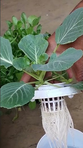 Cabbage Growth In Hydroponic #hydroponics #farming #vegetables
