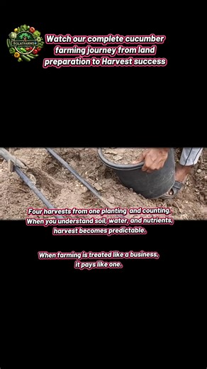 Complete Cucumber Farming Journey: From Soil to Harvest