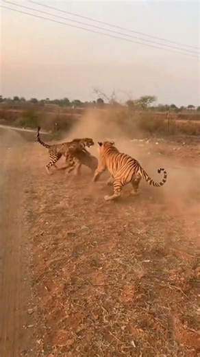 Cheetha vs tiger ☠️😱😱😱