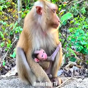 Very Very Pitiful Weakness Baby Monkey Soft Leg Fell Feet Down During Cling Under The Chest Of Mom To Get Milk | Monkey Daily TV
